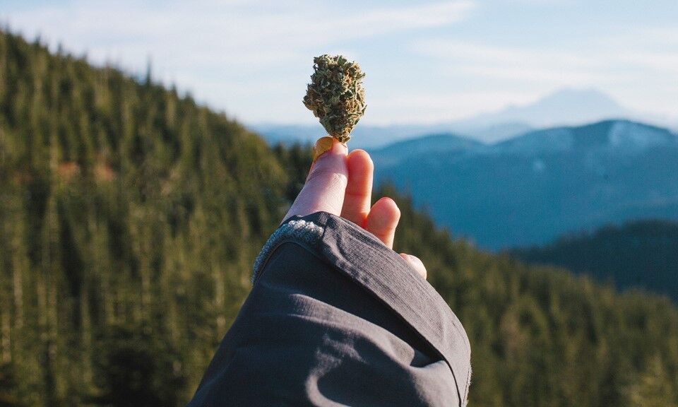 Tegridy Farms Cannabis Online Dispensary Canada