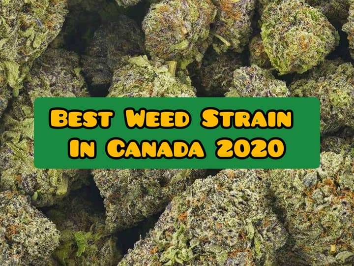 Best Weed Strains Canada 2022 Top 13 Most Popular Strains The
